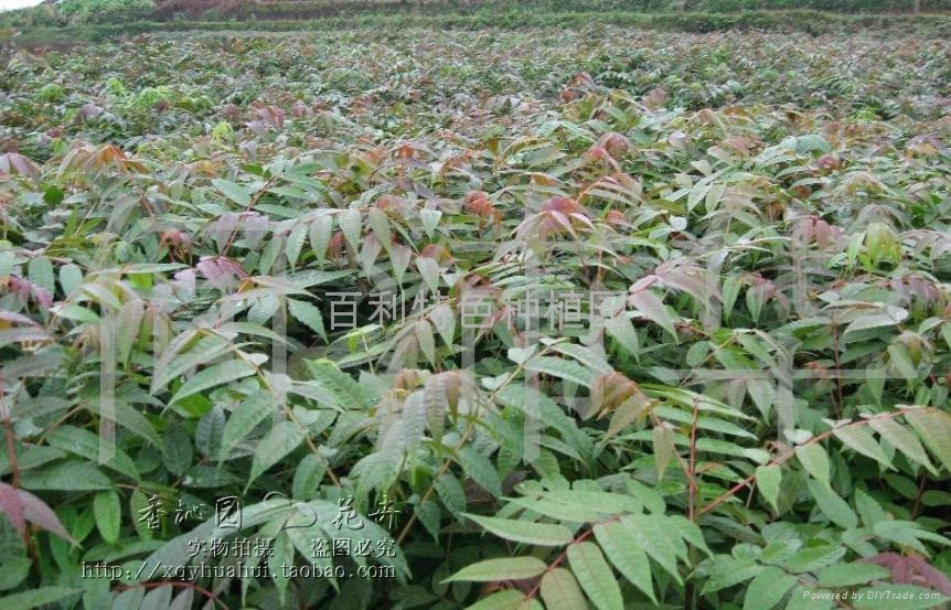 紅油香椿種苗 5