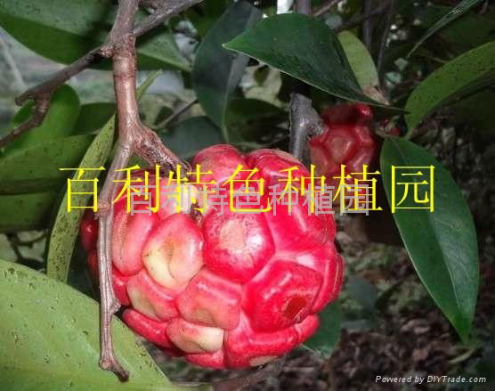 菠萝葡萄