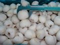 New Crop Frozen Iqf Lychee Whole 1