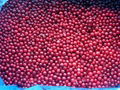 IQF Lingonberry Wild