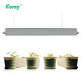 Greenhouses Horticulture LED lighting Toplighting LED Grow light Module