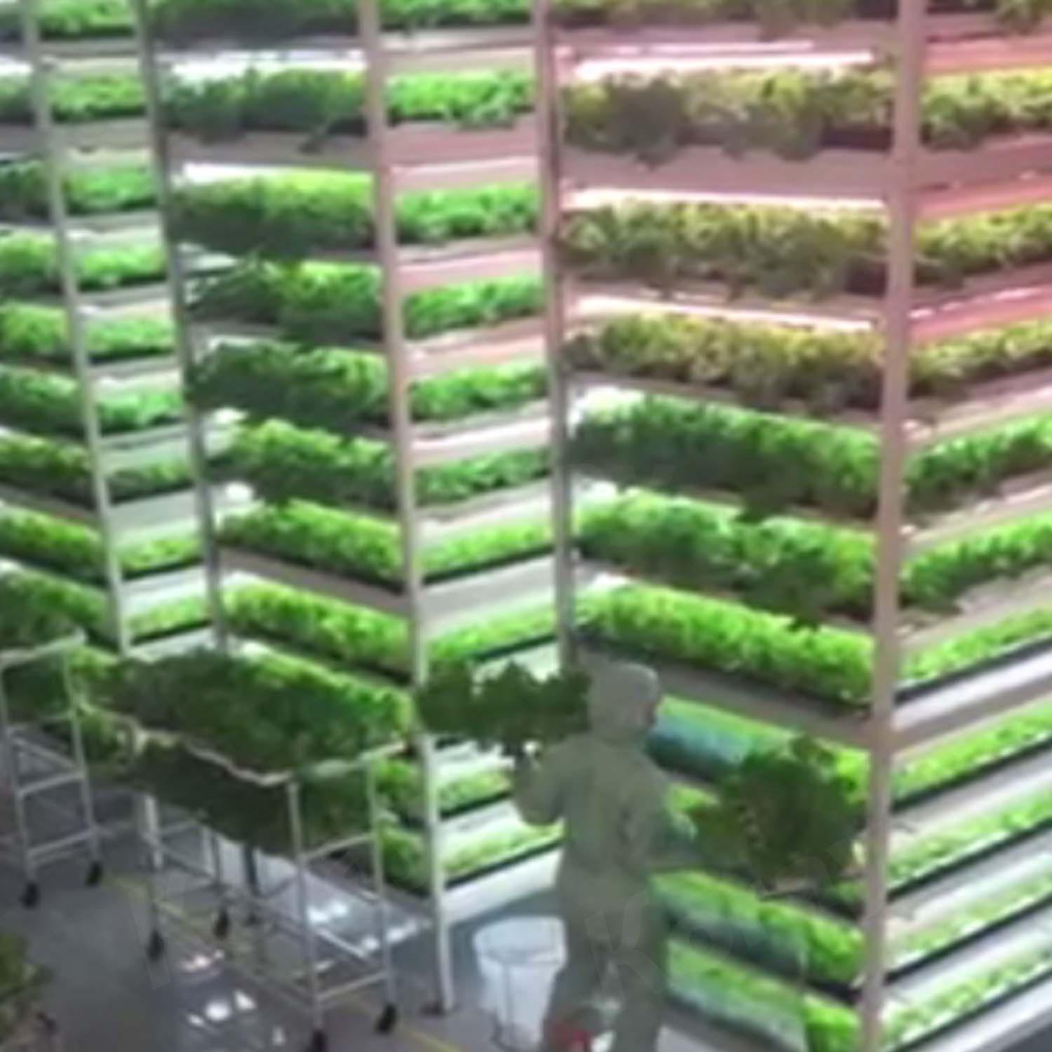 ARZ2H植物工廠水培微綠生菜羅勒集裝箱蔬菜種植雙排植物燈 3