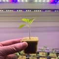 科瑞ARZ2L育苗組培雙排LED植物燈