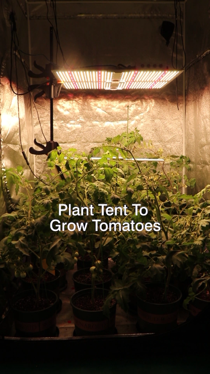 G550四通道植物帐篷室内种植园艺LED板专业种植者的植物灯-光谱可调 4