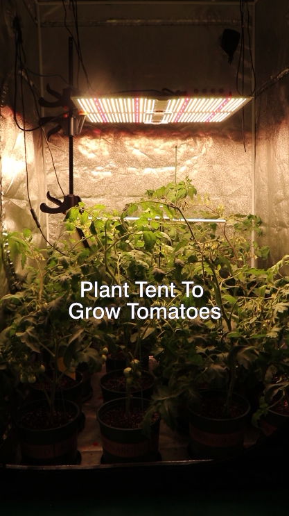 G550四通道植物帳篷室內種植園藝LED板專業種植者的植物燈-光譜可調 4