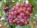 red globe grape