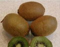 Fresh Kiwi Fruit  1