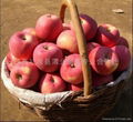  Fuxi apple(fuji apple) 