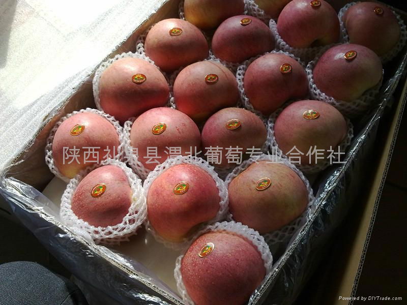 紅富士蘋果 4