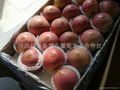  Fuxi apple(fuji apple)  4