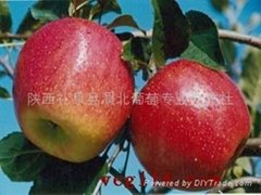 Qinguan apple (Fresh Qinguan Apple)