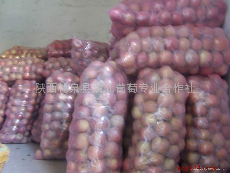 Qinguan apple (Fresh Qinguan Apple) 2