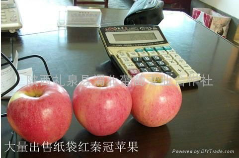 Qinguan apple (Fresh Qinguan Apple) 3