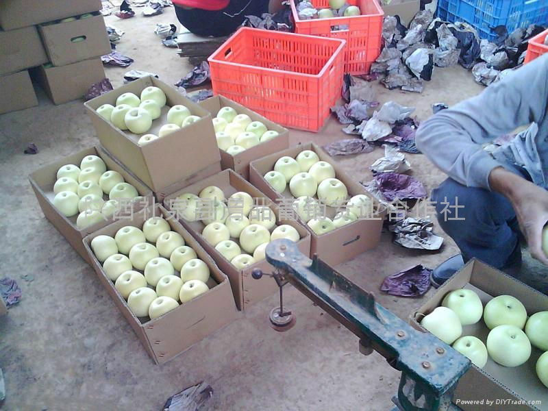 Qinguan apple (Fresh Qinguan Apple) 5