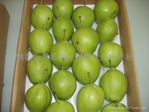 shannxi's early su pear