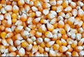 Yellow Maize 1