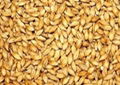 Barley Seeds