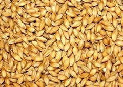 Barley Seeds