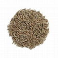 Cumin Seeds 1