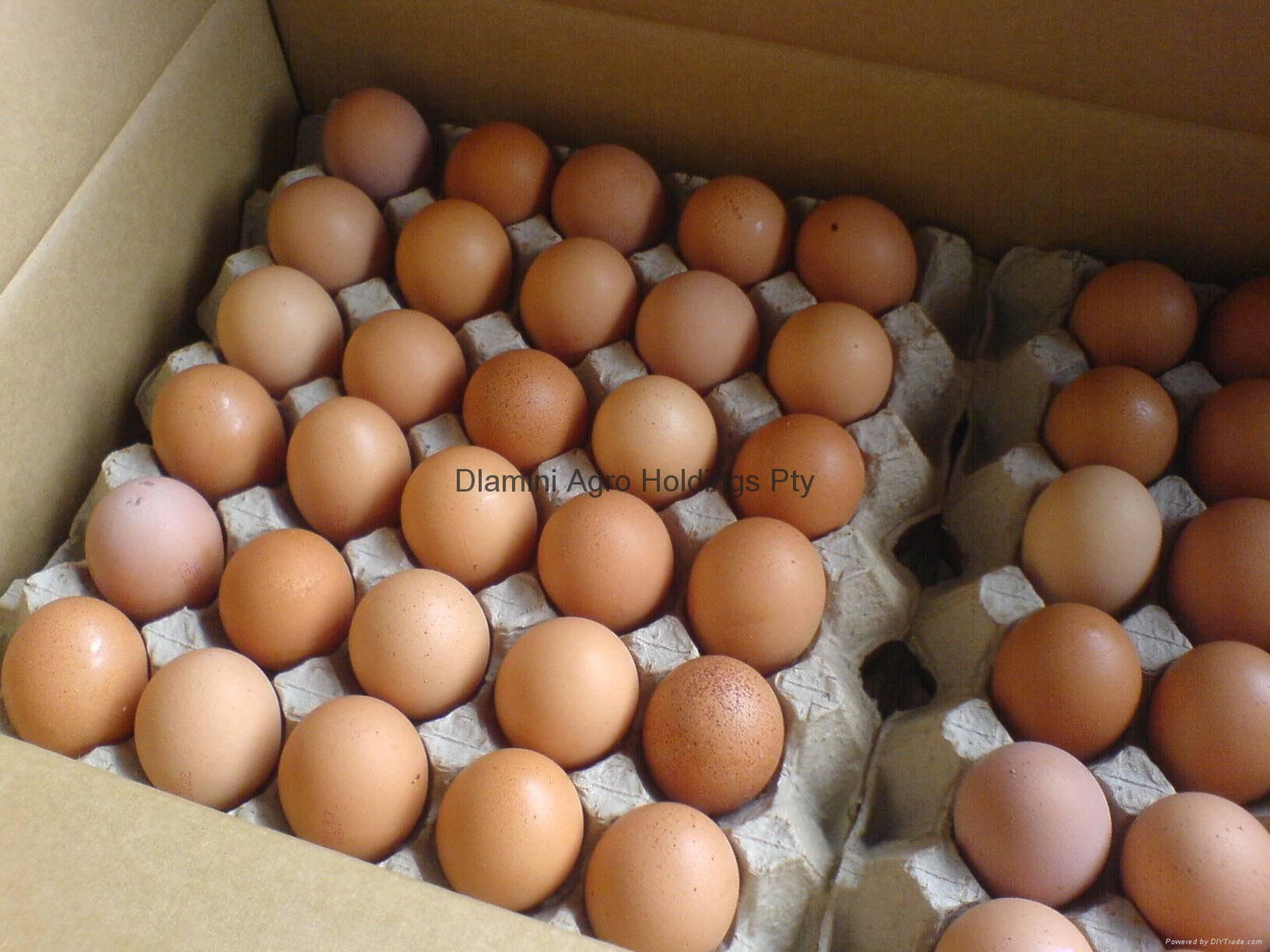 Fertile Chicken Eggs