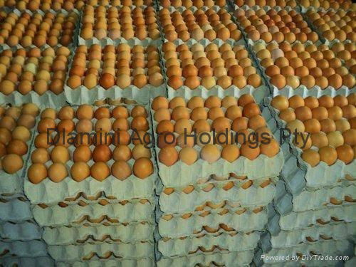 Fertile Chicken Eggs 2