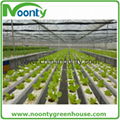 Farm Multi-spans greenhouse 5