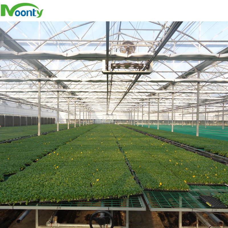 Plastic Film Cover Multi-span greenhouse 2