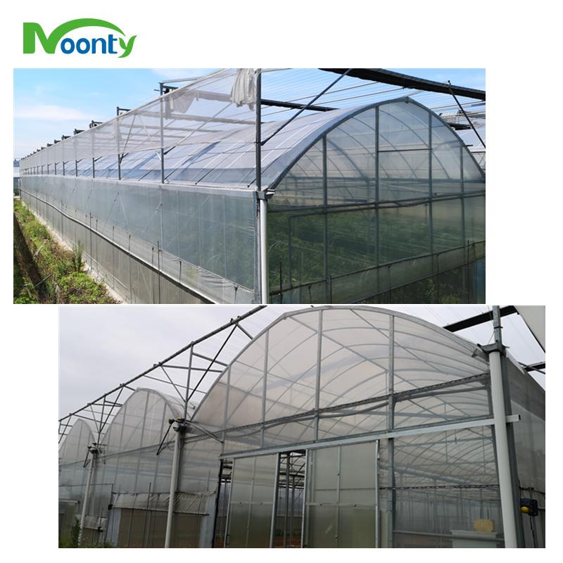 Plastic Film Cover Multi-span greenhouse 3