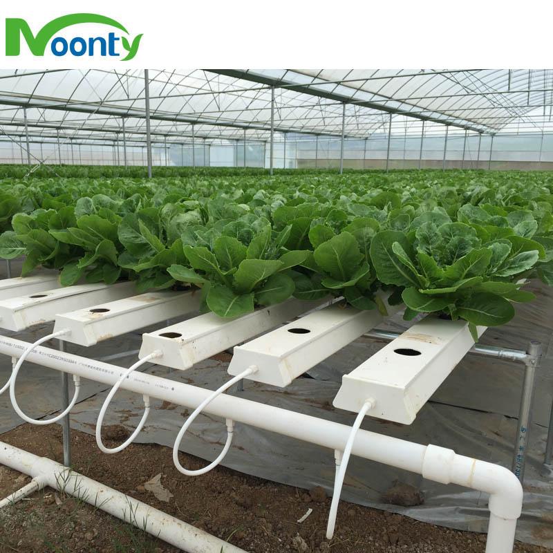 Plastic Film Cover Multi-span greenhouse 4