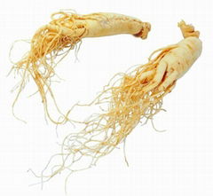 Ginseng Extract