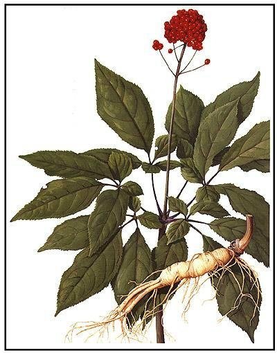 Ginseng Extract 3