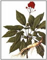 Ginseng Extract 3