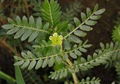 Tribulus terrestris extract