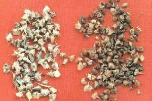 Tribulus terrestris extract  2