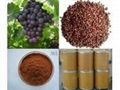 Grape Seed Extract 4