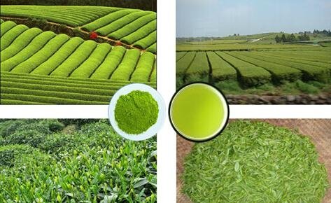 Green Tea Polyphenols P.E 3