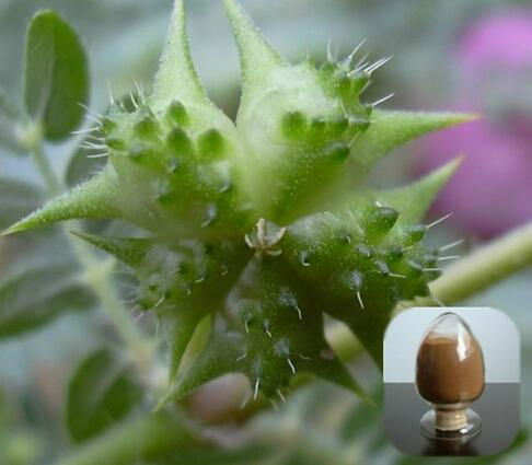 Tribulus terrestris extract  5