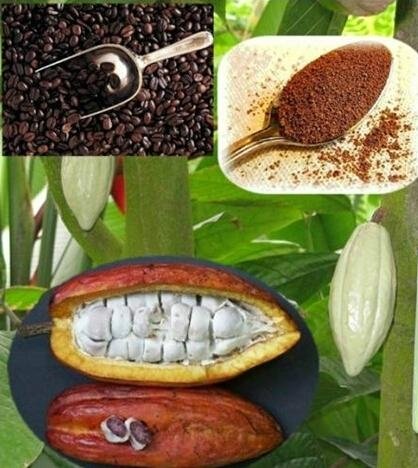Cocoa extract 3