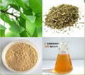 Ginkgo Biloba Extract