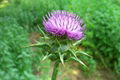 Milk thistle Extract(Silymarin) 4