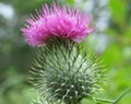 Milk thistle Extract(Silymarin) 2