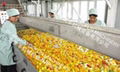 fruit& vegetable sorting machine 2