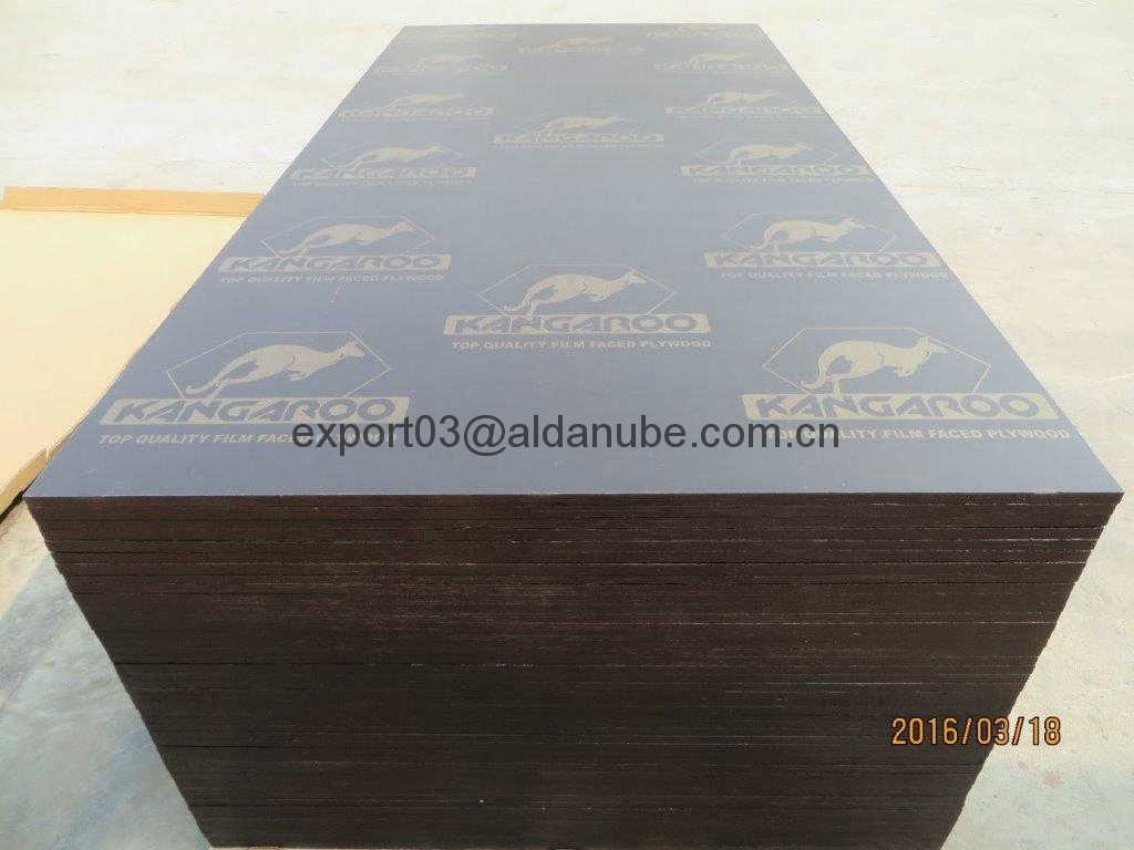  KANGAROO BRAND FILM FACED PLYWOOD made in china 3