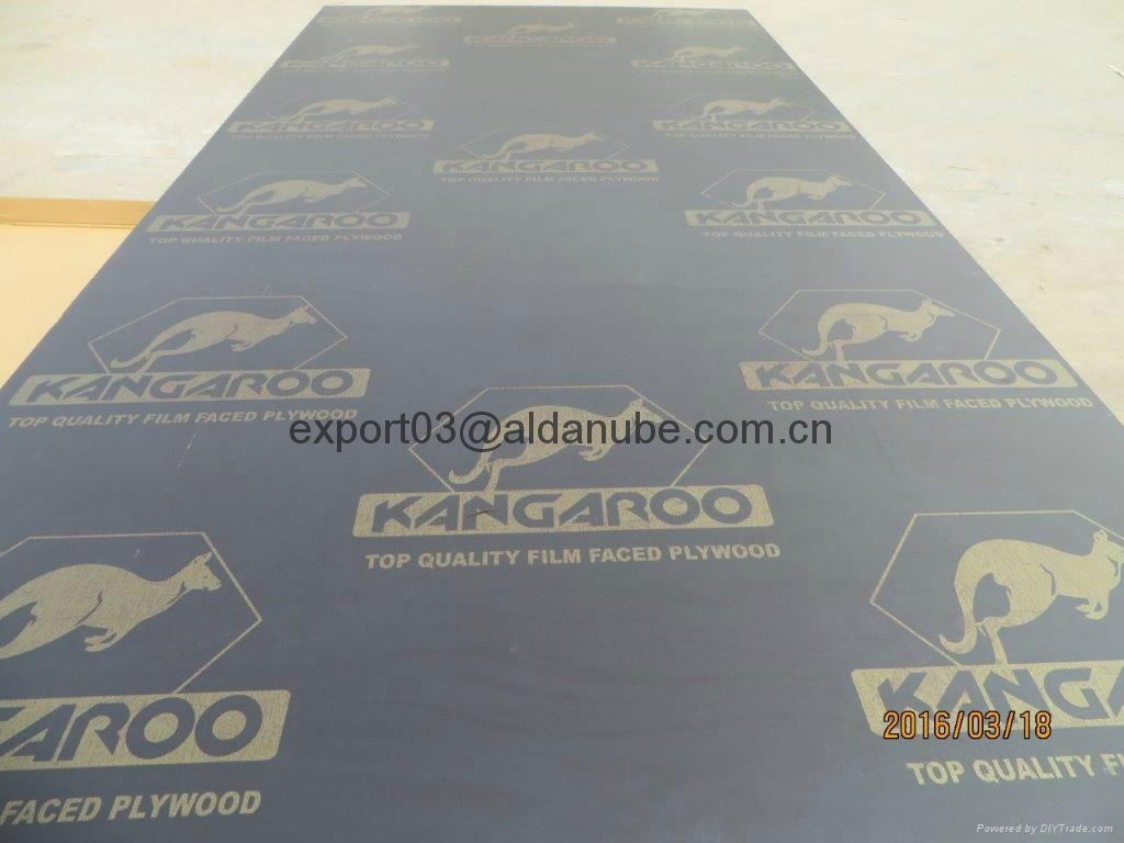  KANGAROO BRAND FILM FACED PLYWOOD made in china 4