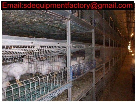 SD A & H type laying chicken cage 2