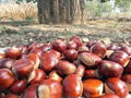 Fresh Chestnuts--New Crop