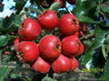 Quicking freezing Fresh hawthorn Berry