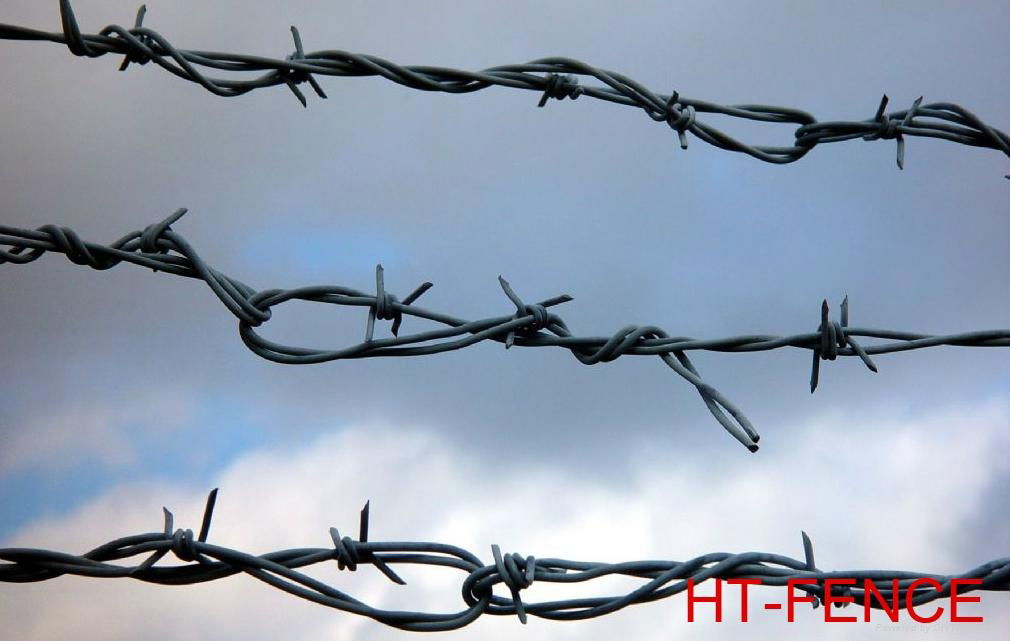 barbed wire 4