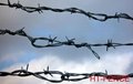 barbed wire 4