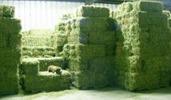 Quality Alfalfa Hay,Timothy Hay and Bermuda Hay